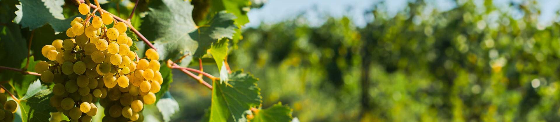 Laurea Triennale in Viticoltura ed Enologia, Università di Pisa